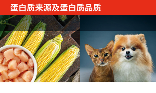蛋白质来源及蛋白质品质