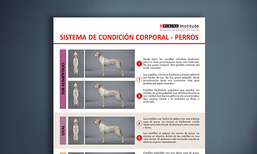 Ficha Del Sistema De Condición Corporal Canina