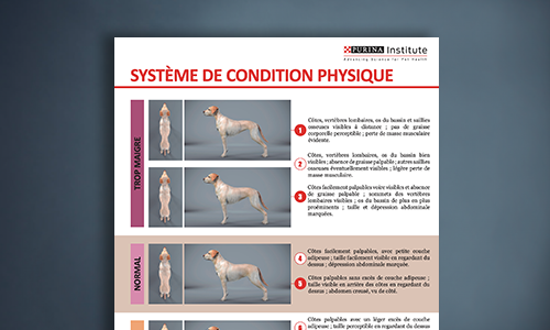 Fiche Du Système De Notation De La Condition Physique Du Chien