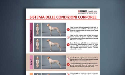 Scheda Del Body Condition System Per Il Cane