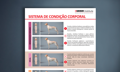 Folha Do Sistema De Condição Física De Cães