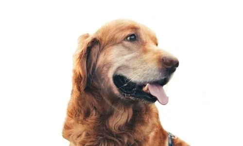 ZIVA, Uma Cadela Idosa Saudável
