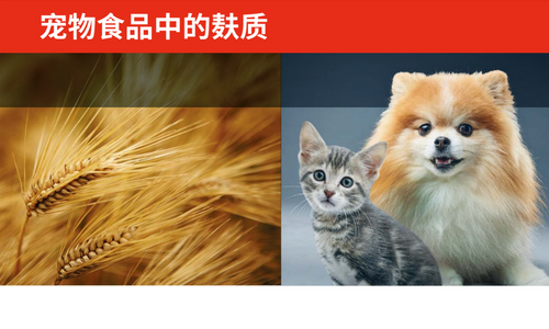 宠物食品中的麸质