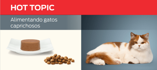 Alimentando gatos caprichosos