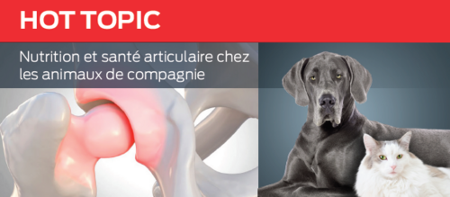 Nutrition et santé articulaire chez les animaux de compagnie
