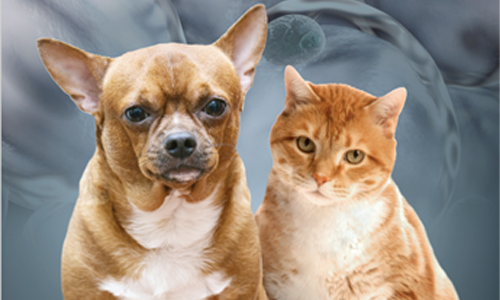 L'obésité Chez Les Animaux De Compagnie : Stratégies Nutritionnelles Et Comportementales Pour Prévenir Et Gérer L'excès De Poids