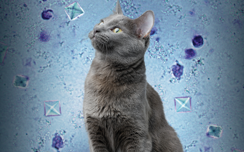 Urolithiasis in Cats: Nutritional Management