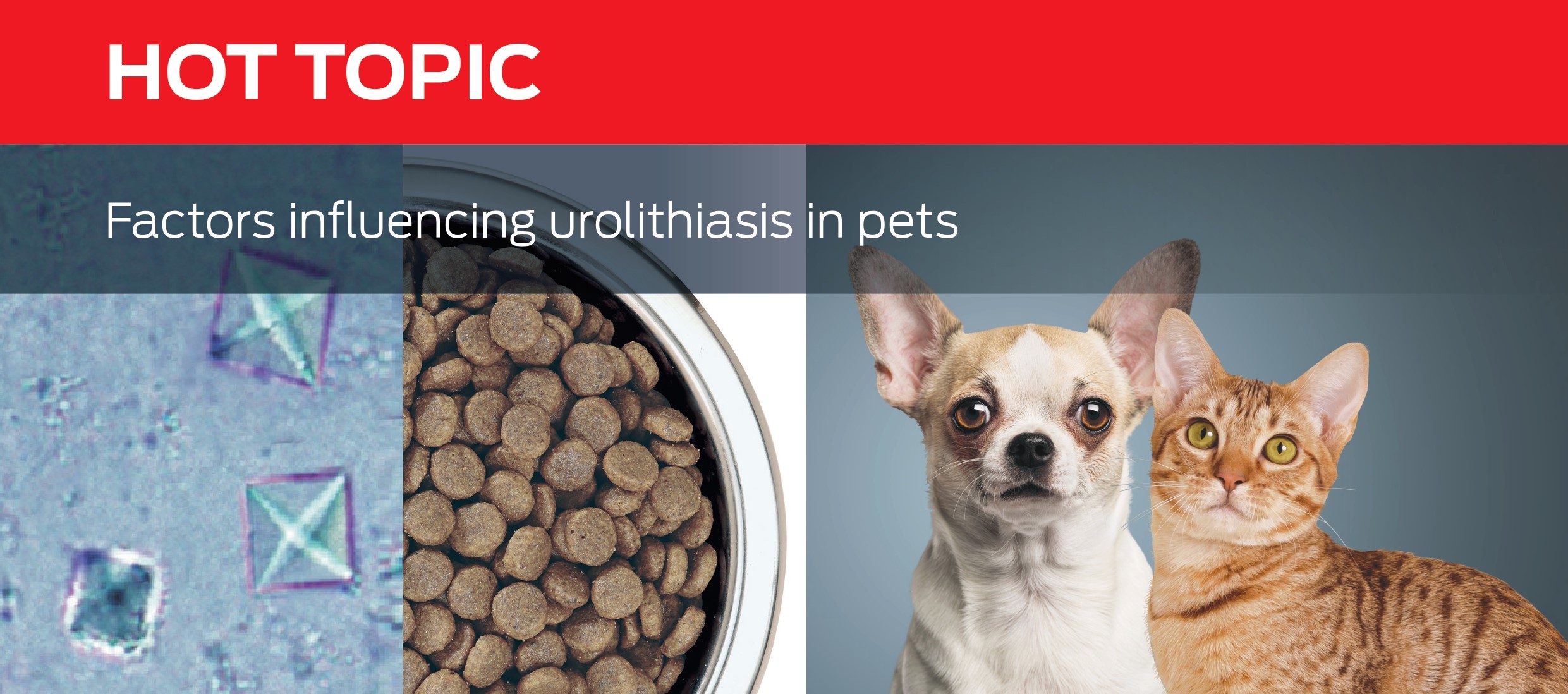 Factors influencing urolithiasis in pets