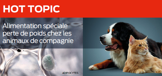 Alimentation spéciale perte de poids chez les animaux de compagnie