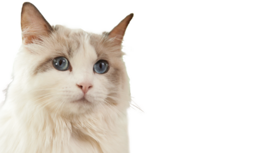 AUTUMN, a Cat With Hepatic Lipidosis