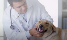 Uma Intervenção Nutricional Para Lidar Com Epilepsia Canina