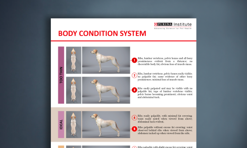 Canine Body Condition System Sheet