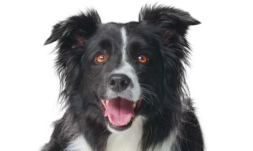 Champ, Un Chien Sportif