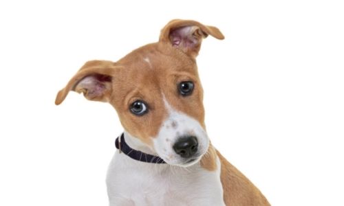 小型犬种幼犬 JAX