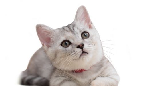 已绝育的幼猫 KITTY