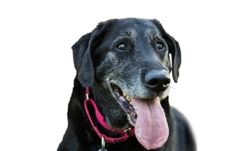 RUSTY, a Senior Dog