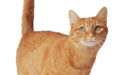 Sophie, Un Chat D'intérieur