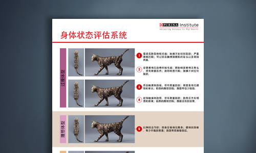 猫身体状况系统表