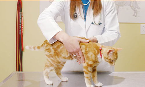 Valutazione Delle Condizioni Corporee Del Tuo Gatto