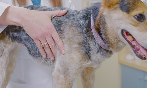 Valutazione Delle Condizioni Corporee Del Tuo Cane
