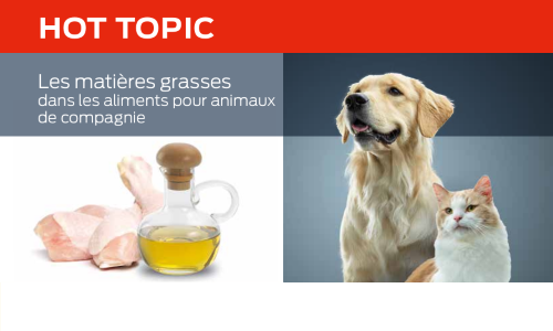 Les Matières Grasses Dans Les Aliments Pour Animaux De Compagnie