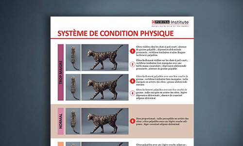 Fiche Du Système De Notation De La Condition Physique Du Chat