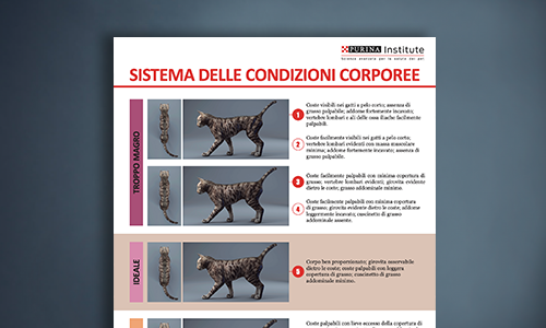 Scheda Del Body Condition System Per Il Gatto