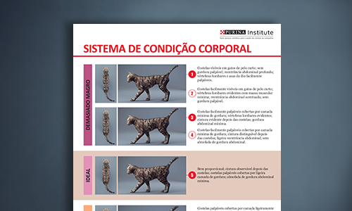 Folha Do Sistema De Condição Física De Felinos