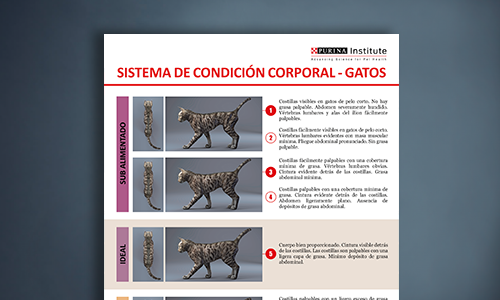 Ficha Del Sistema De Condición Corporal Felina