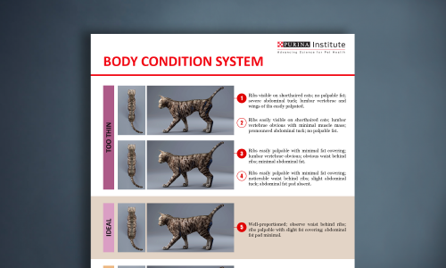 Feline Body Condition System Sheet