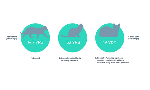 Benefits of Nutrition Shown in Groundbreaking Longevity Study in Cats