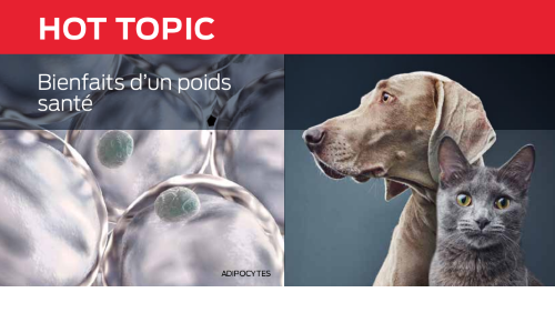 Bienfaits D’un Poids Santé