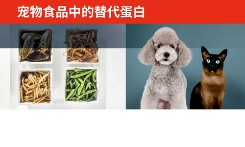 宠物食品中的替代蛋白