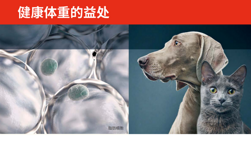 健康体重的益处
