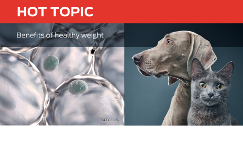 Benefits of Healthy Weight