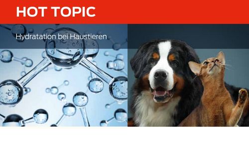 Hydratation bei Haustieren