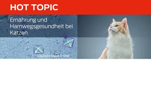 Nutrition and Urinary Tract Health in Cats