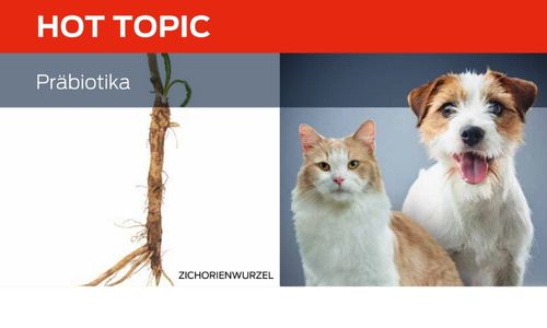 Präbiotika