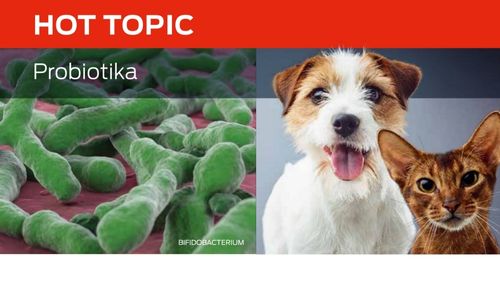 Probiotika