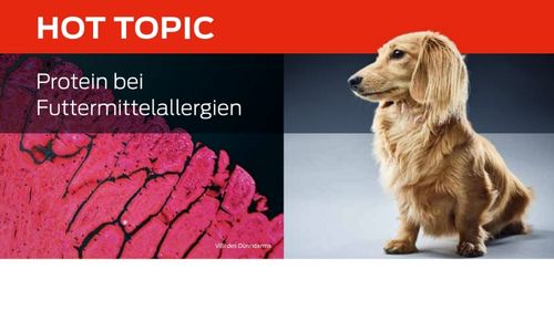 Protein bei Futtermittelallergien