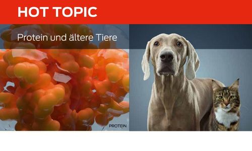 Protein und ältere Tiere