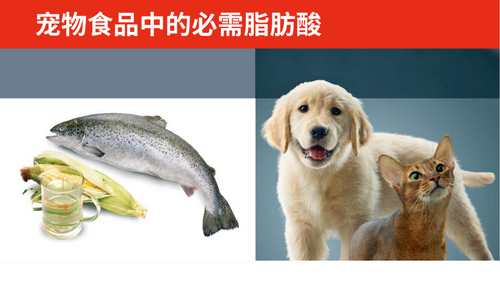 宠物食品中的必需脂肪酸