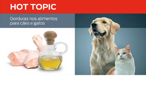 Gorduras Nos Alimentos Para Cães E Gatos