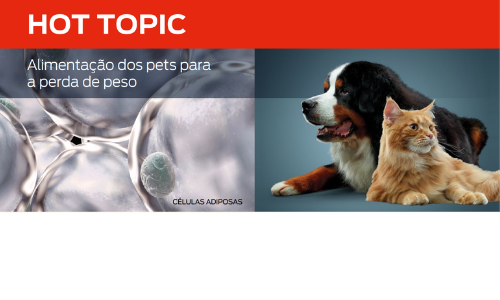 Alimentação Dos Pets Para a Perda De Peso