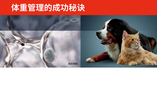 体重管理的成功秘诀