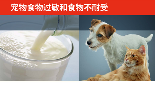 宠物食物过敏和食物不耐受