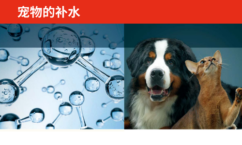 宠物的补水