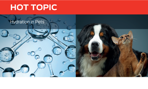Hydration in Pets