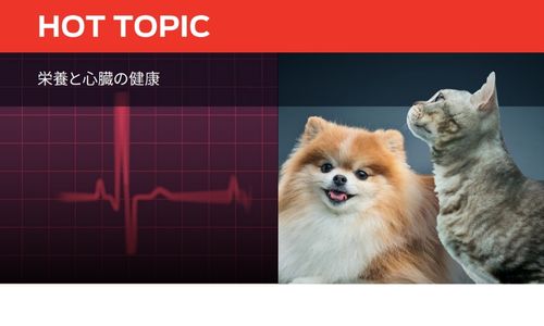 栄養と心臓の健康