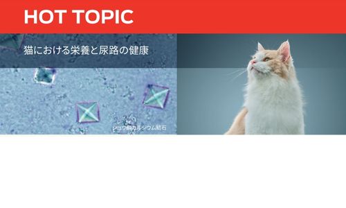猫における栄養と尿路の健康